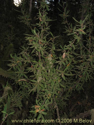 Embothrium coccineum의 사진